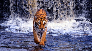 tiger on running falls HD wallpaper